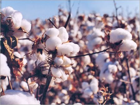 cottonbush